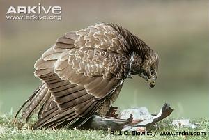     

:	Common-buzzard-mantling-prey.jpg‏
:	184
:	60.6 
:	45772