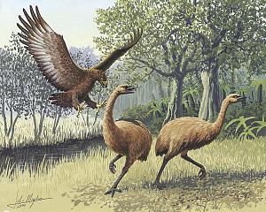     

:	749px-Giant_Haasts_eagle_attacking_New_Zealand_moa.jpg‏
:	226
:	176.7 
:	4910