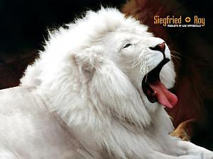     

:	white lion.jpg
:	3844
:	86.0 
:	809
