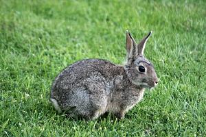     

:	rabbit-1.jpg
:	576
:	73.6 
:	984