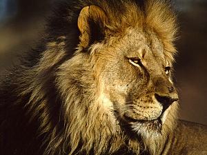     

:	male-african-lion_618_600x450.jpg‏
:	58
:	60.1 
:	13258