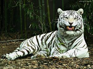     

:	white tiger.jpg‏
:	4924
:	581.9 
:	810