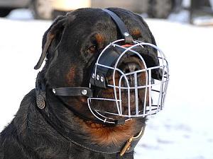     

:	rottweiler-dog-muzzle-wire.jpg‏
:	1880
:	23.4 
:	3549