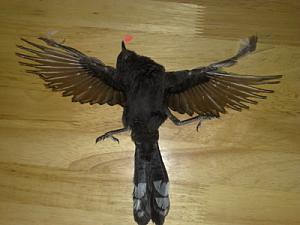     

:	strange black bird (4).jpg‏
:	212
:	145.0 
:	897