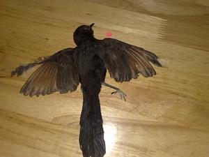     

:	strange black bird (5).jpg‏
:	223
:	138.6 
:	898