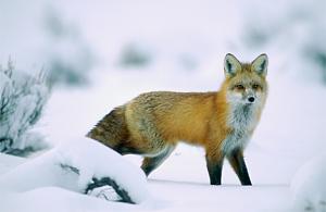     

:	lone-fox-513206-ga.jpg‏
:	174
:	39.8 
:	1207