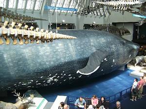     

:	the-blue-whale-model.jpg‏
:	6413
:	54.2 
:	13612